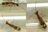 Malthinus sp.